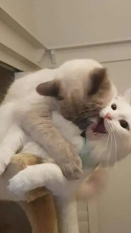 看了这一届网友的“晒猫照”，承包了今日份的“好心情”！