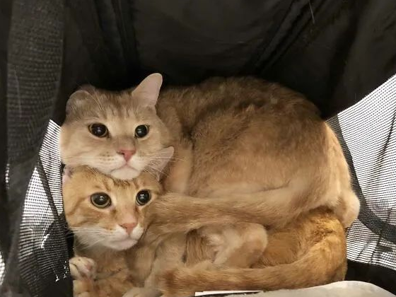 看了这一届网友的“晒猫照”，承包了今日份的“好心情”！