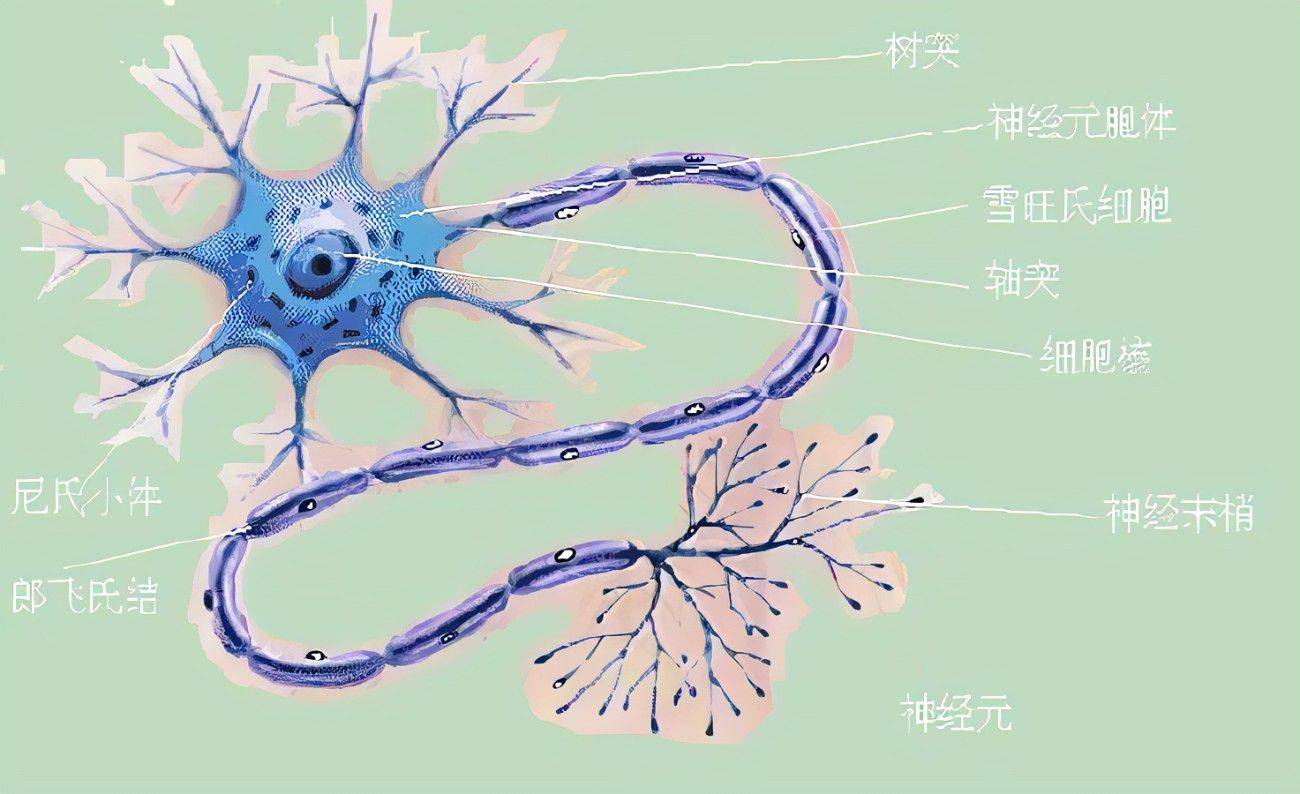 神经元胞体图图片