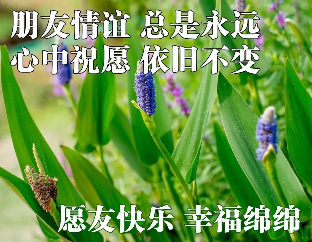 9张冬日最美风景早上好图片带祝福语 免打字聊天的清晨早安问候祝福语