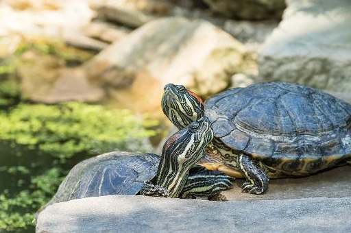 大乌龟:小鱼,肉,螺丝,虾,鸡肉,鸭肉,蟹,西瓜,米饭,面,馒头等等(肥肉除