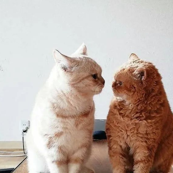 看了这一届网友的“晒猫照”，承包了今日份的“好心情”！