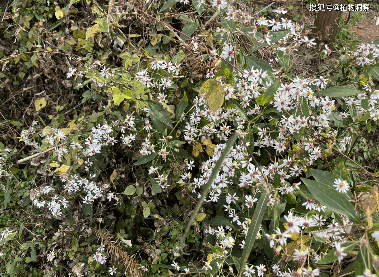 三脈紫菀,又稱山白菊,野白菊花,有3大作用,價值極高,農民要了解!