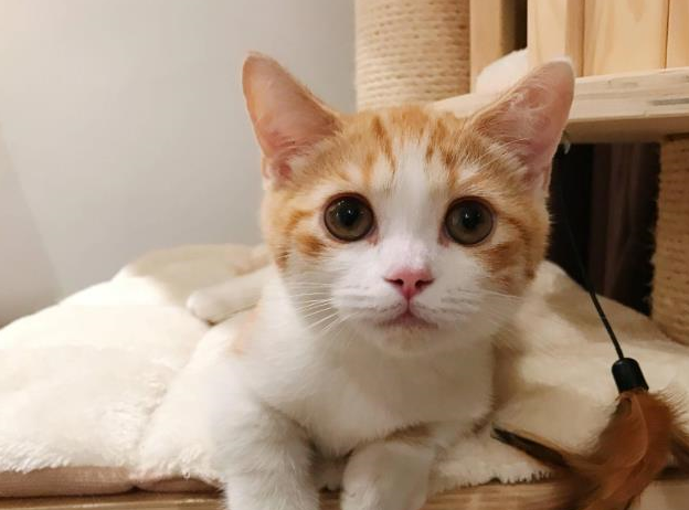 橘猫,堪称最好养的猫,养一只不亏!_主人_性格_橘色