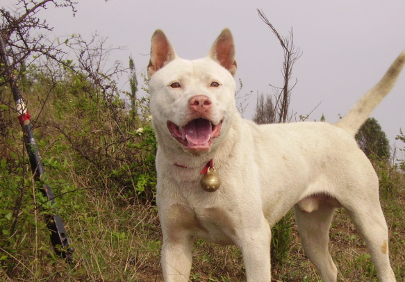 下司犬原产地:贵州省性格:警惕,温顺,忠诚,通人性这样出色的下司犬