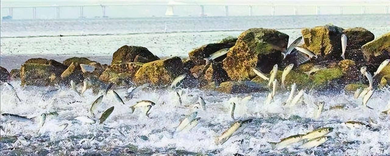 三峡水库蓄水快20年，堪称鱼儿的天堂，水库里的鱼能长多大？(图5)