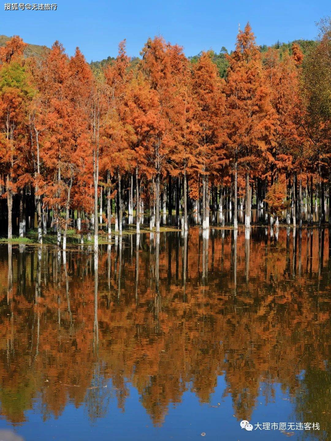 大理洱源茈碧湖,水杉风景,这里独好!(附美图)