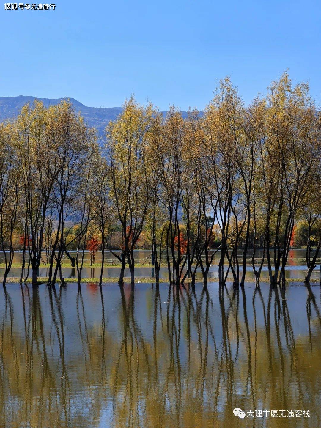 大理洱源茈碧湖,水杉风景,这里独好!(附美图)