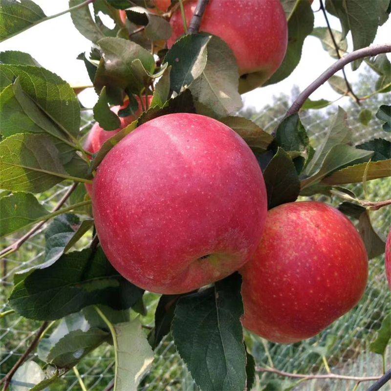采用m26砧木嫁接的矮化红思尼克苹果苗品种优势有哪些_管理_方法_品质