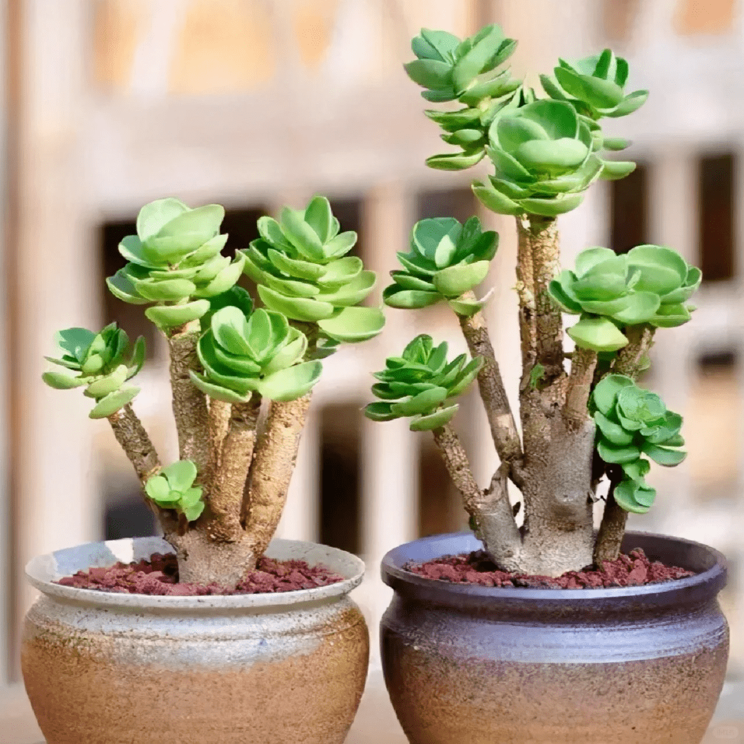 景天树喜欢阳光,但在室内散射光的条件下也能良好生长.