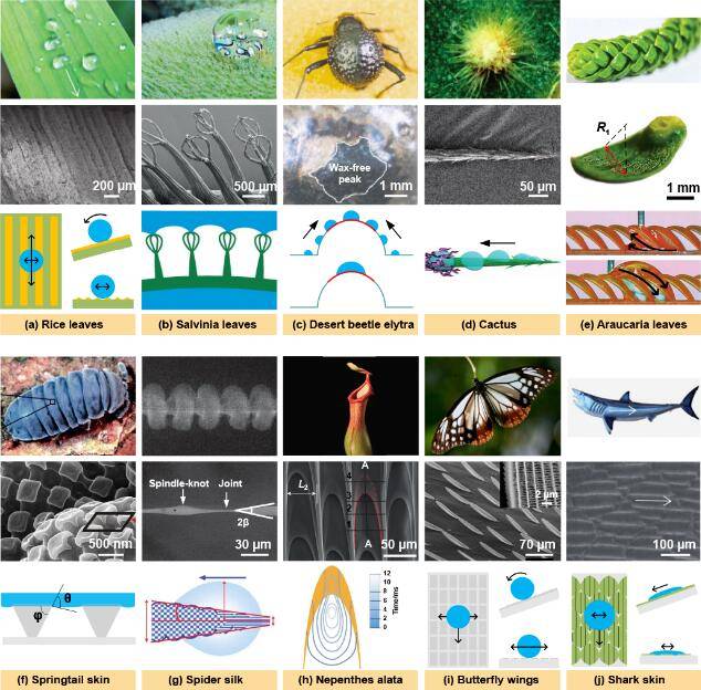 仿生特殊潤溼性宏觀陣列結構材料的最新研究進展—從表