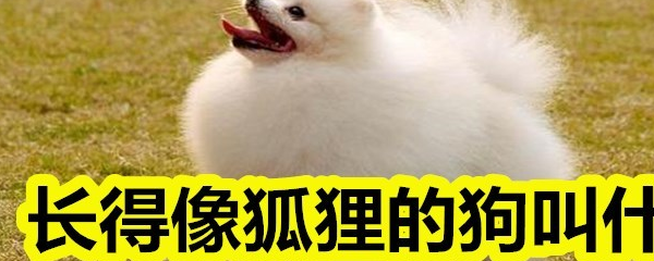 长得像狐狸的狗叫什么_搜狐网