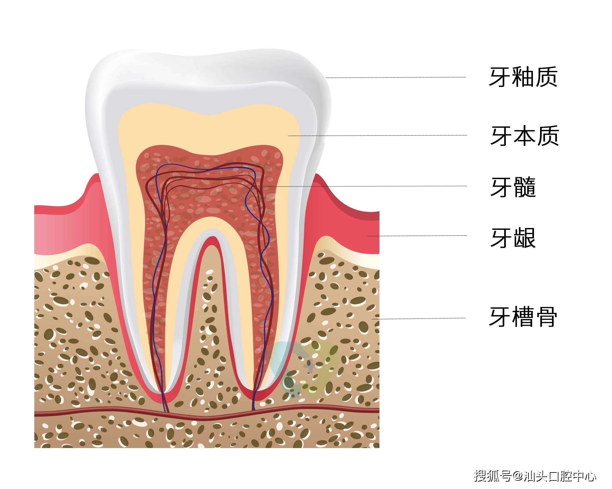 牙齿的结构从外到内为牙釉质