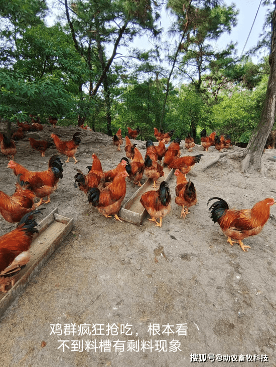 雞價低迷,廣西欽州這個雞場用發酵飼料降低飼料成本