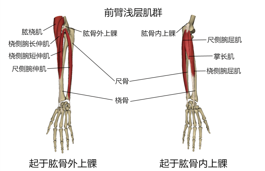 人体伸肌和屈肌图讲解图片