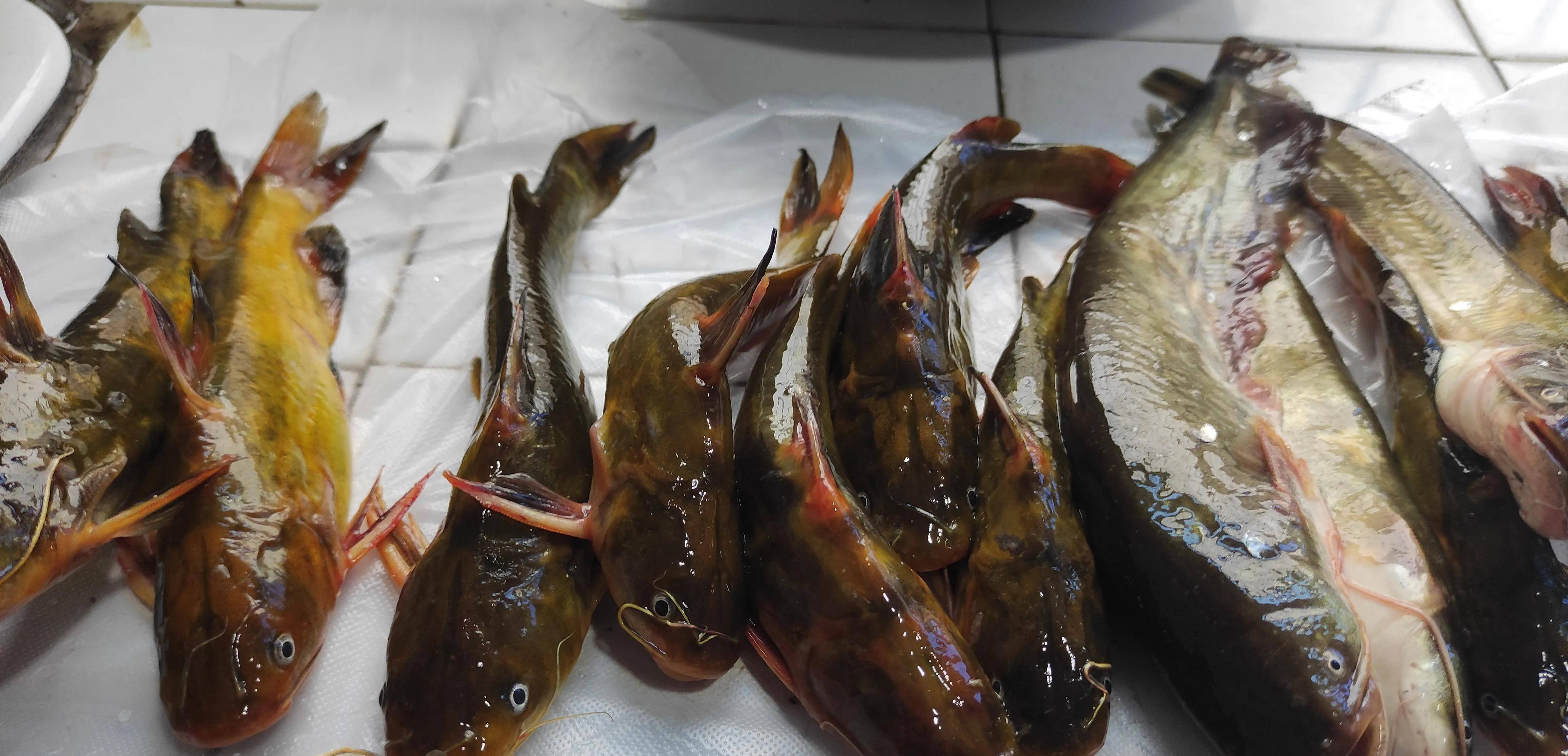 野钓20年,发现十种淡水鱼的独特习性,对钓鱼帮助很大_草鱼_黑鱼_饵料