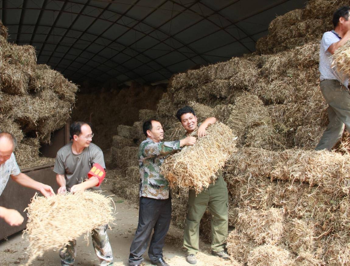 中国烧柴都不用的秸秆，为啥美国能一“杆”多用？我们能效仿吗？(图8)