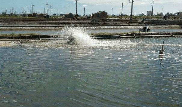 水產養殖的肥水培藻?池塘肥水怎麼調?做好這三條就夠