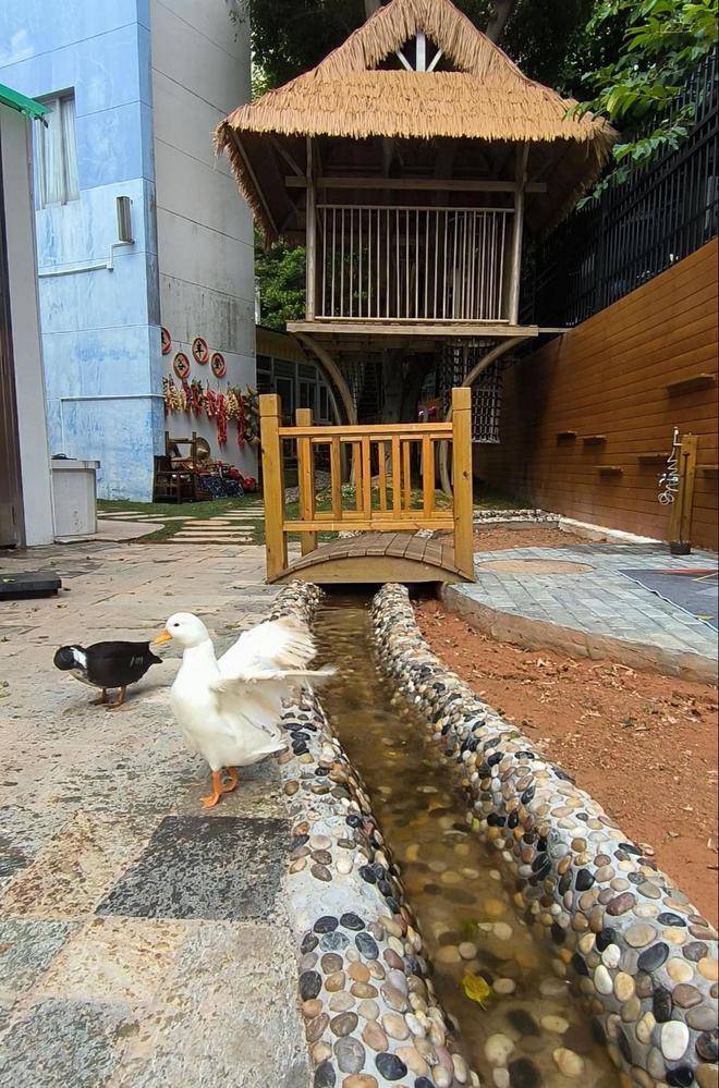 动物饲养角:给小精灵一片天地,让幼儿园活力无限!_生活空间_自然_过程