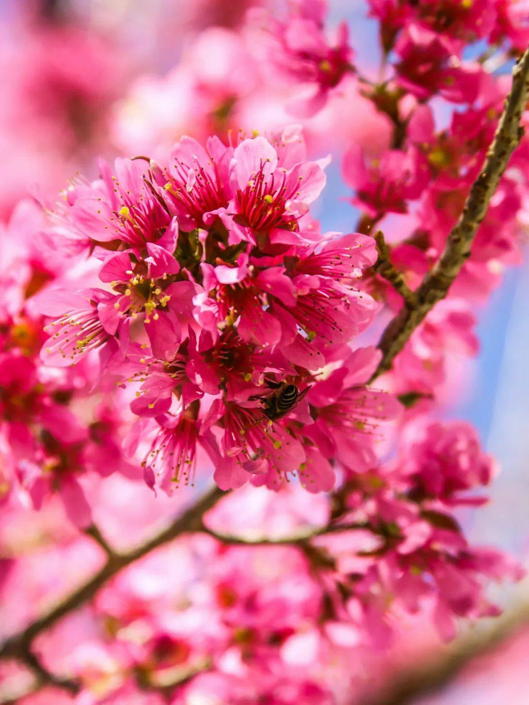 南涧樱花大朵大朵开放了!