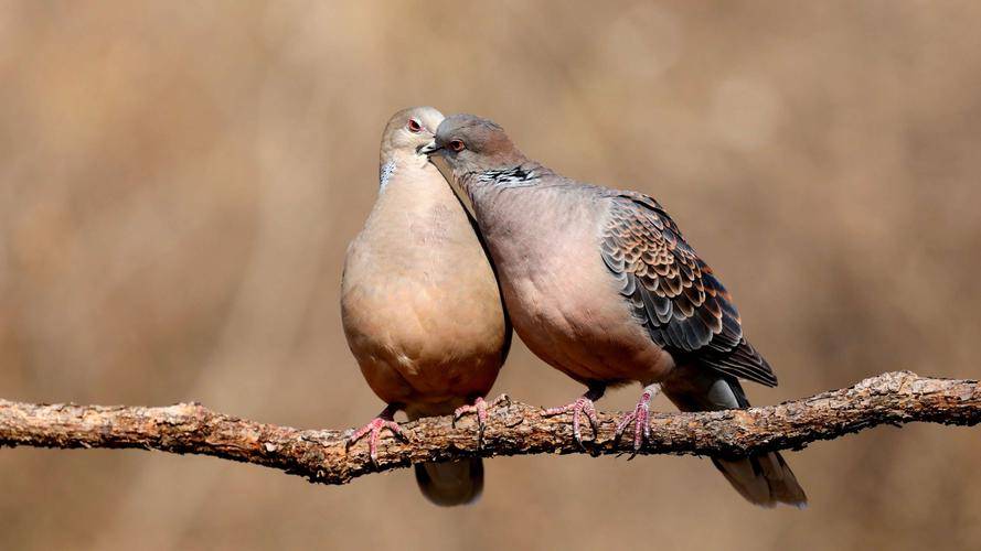 布穀鳥_巢穴_鳥類