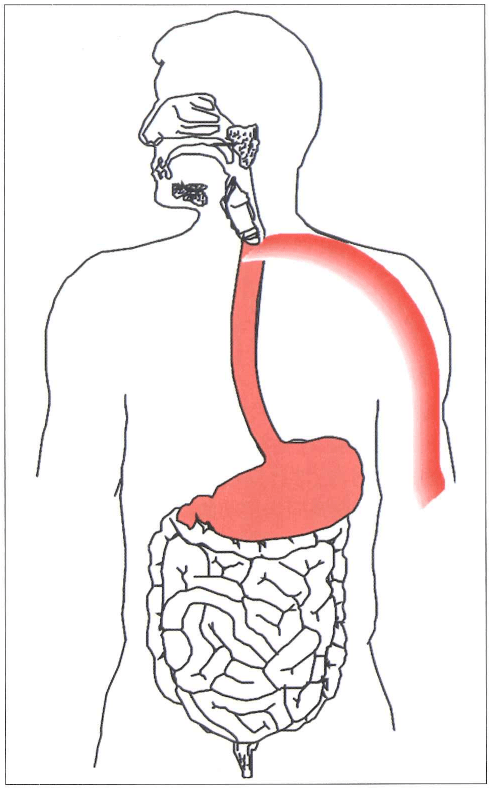 人體的第二個大腦——消化系統筋膜序列_食管_功能_腹膜