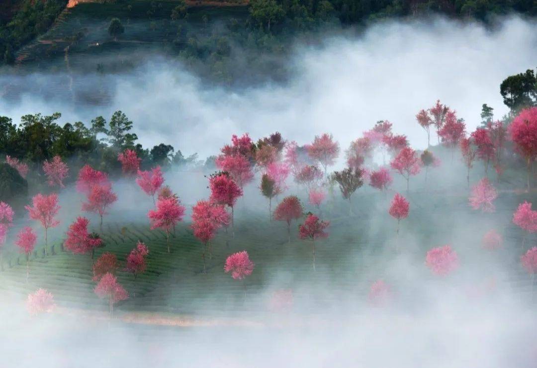 景迈樱花图片