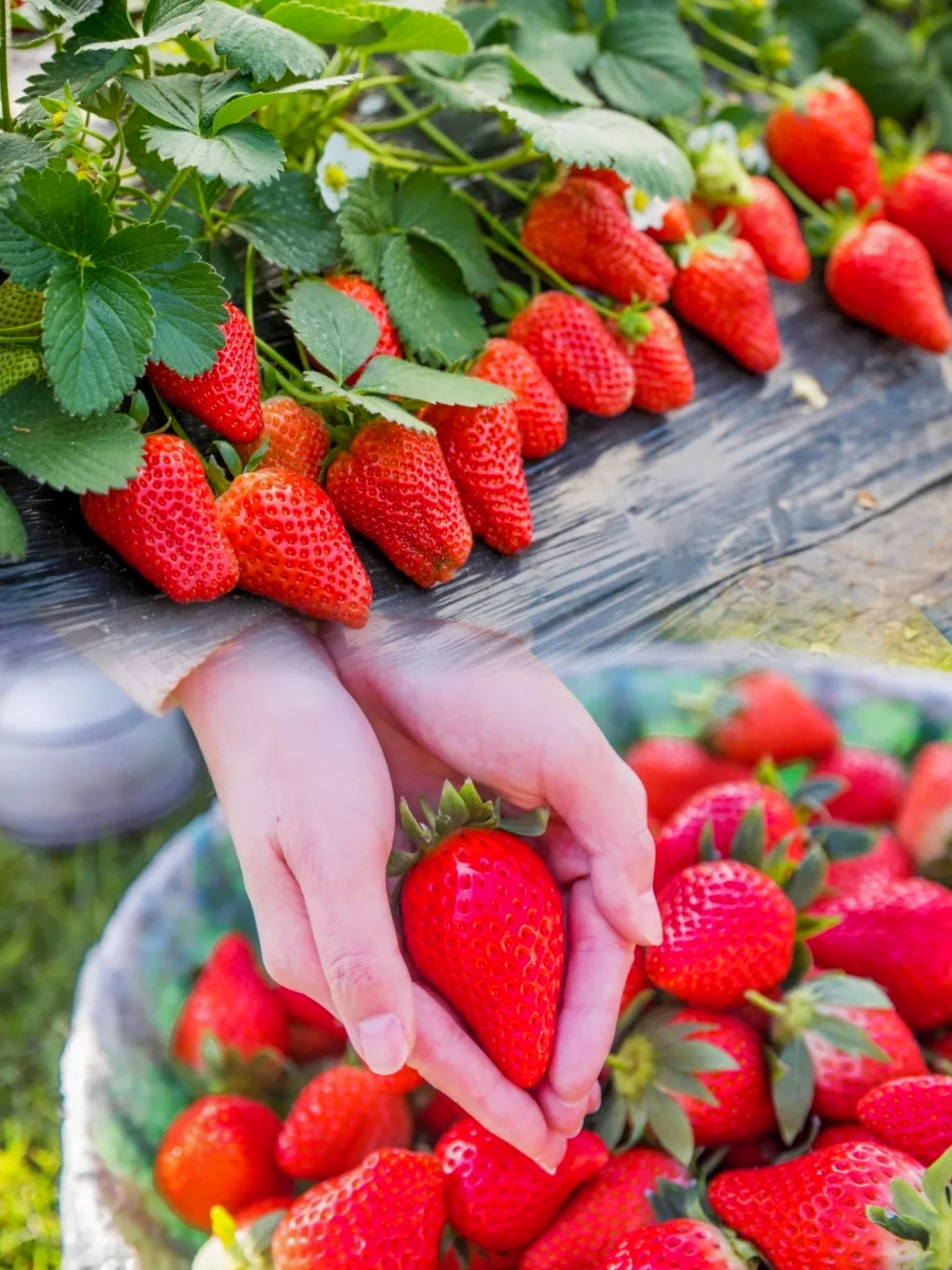 苏州太湖西山岛遛娃摘草莓啦!实现草莓自由