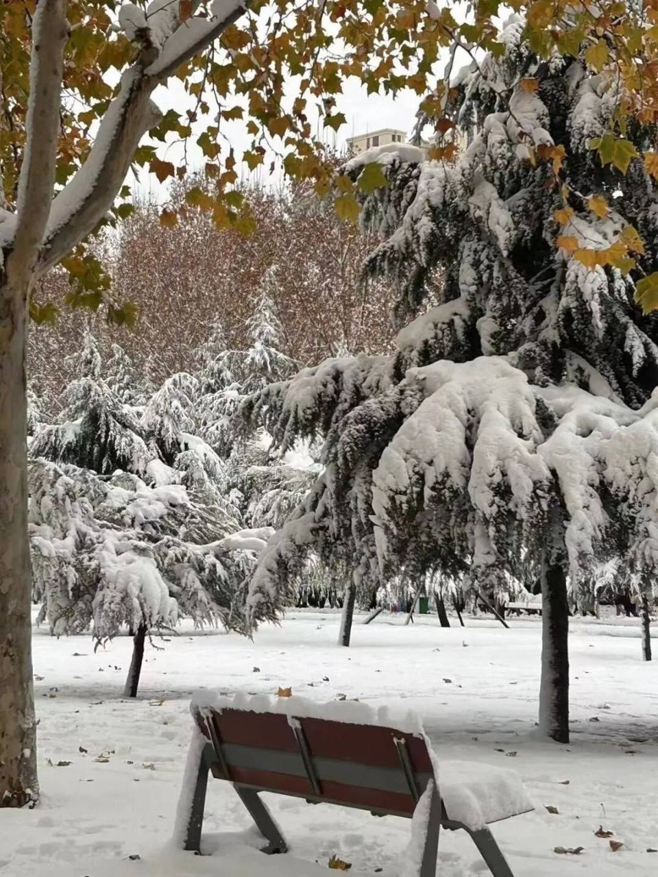 河北民族师范学院雪景图片