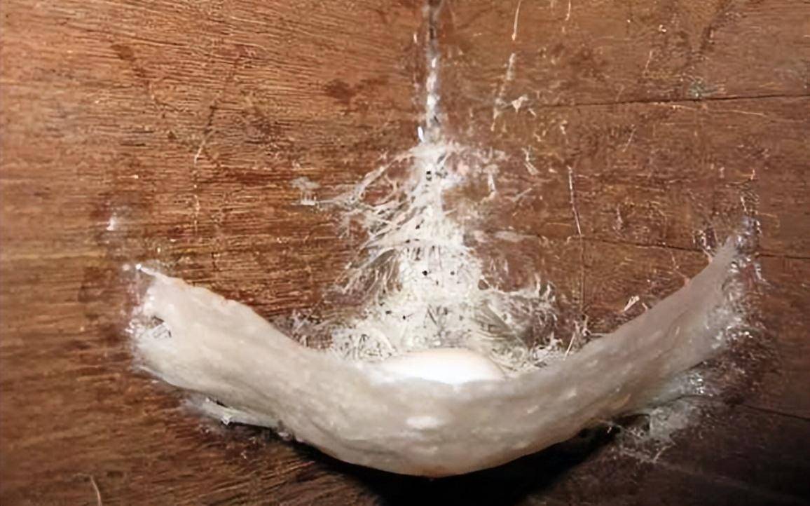 燕窝是怎么形成的，真是燕子用口水做成的？看完你还会想吃吗？(图4)