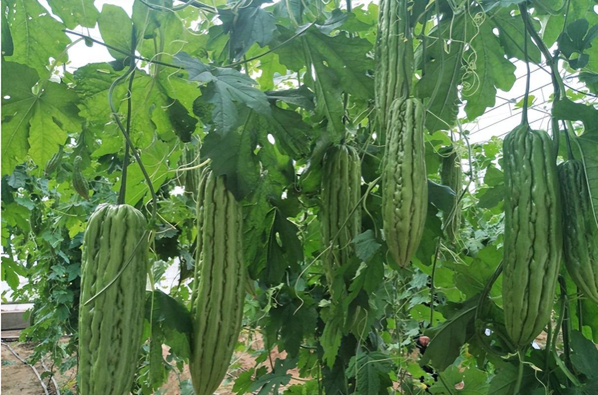 中国&quot;最难吃&quot;的5种蔬菜，吃过一半是牛人，有没有你最讨厌的？(图17)