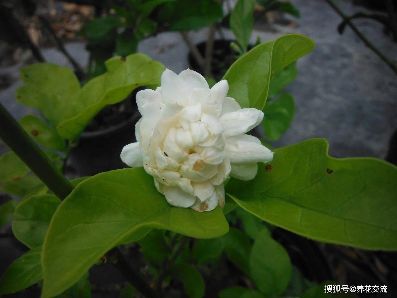 給茉莉花澆水,一定要緩慢澆到盆土中,如果土壤幹得特別厲害,還要注意