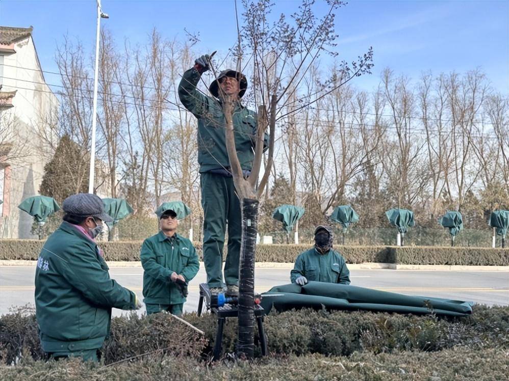 区园林局工作人员盛海龙说"我们从11月20日开始,采用防寒布,保温管对