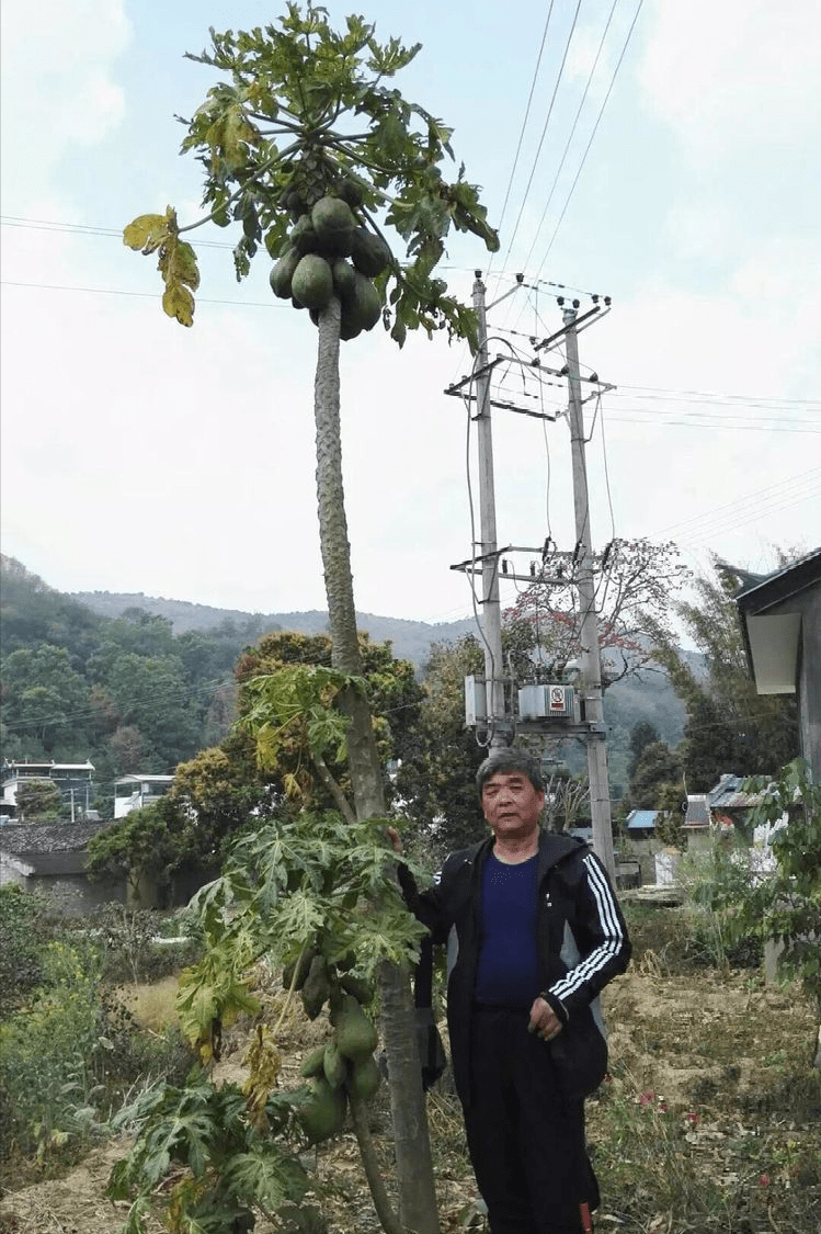 怒江明珠潞江壩_木棉花_大橋_邊疆