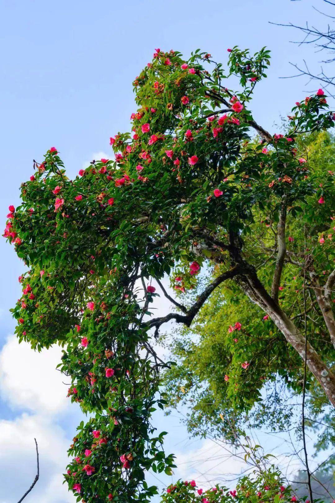 野茶花树图片