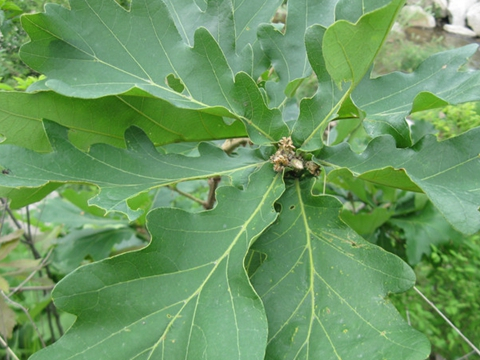 这种树叶的名字叫做槲叶,对于很多年轻人来说,听到这