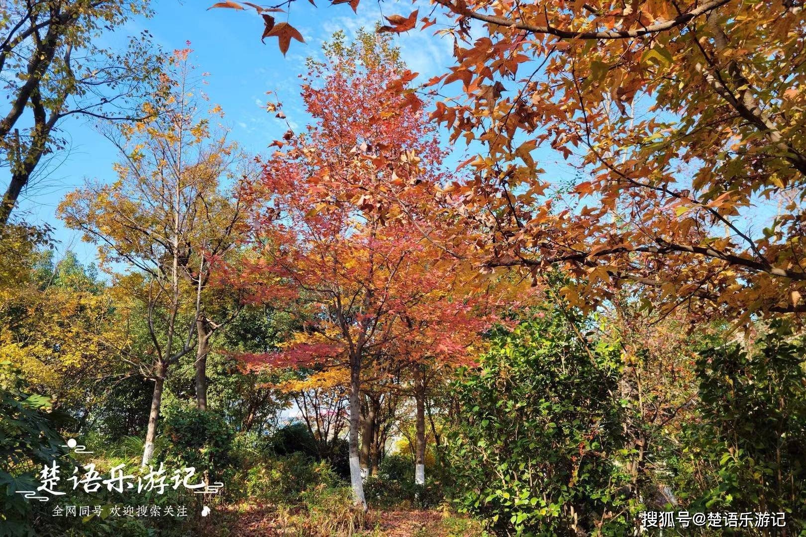 浙江余姚屯山公园,五彩斑斓堪称秋色天花板,它到底有多美?