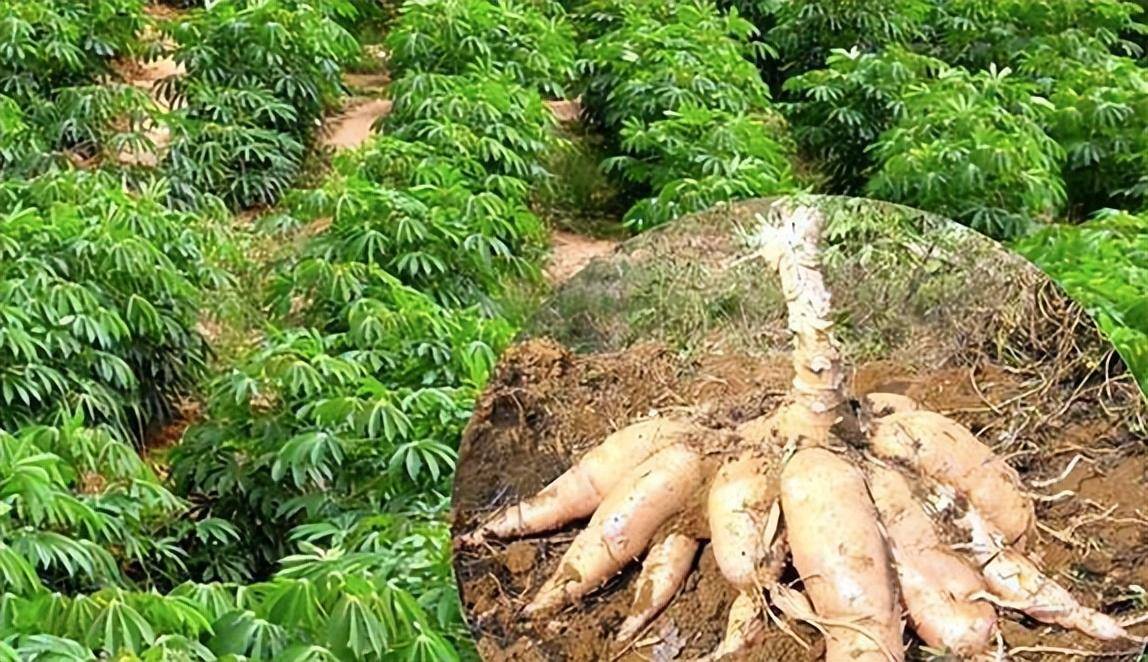 木薯明明全株都有毒，曾经却被当成主粮食用，如今还被大量种植？(图6)
