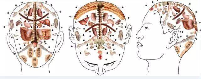 頭部_頭皮_經絡