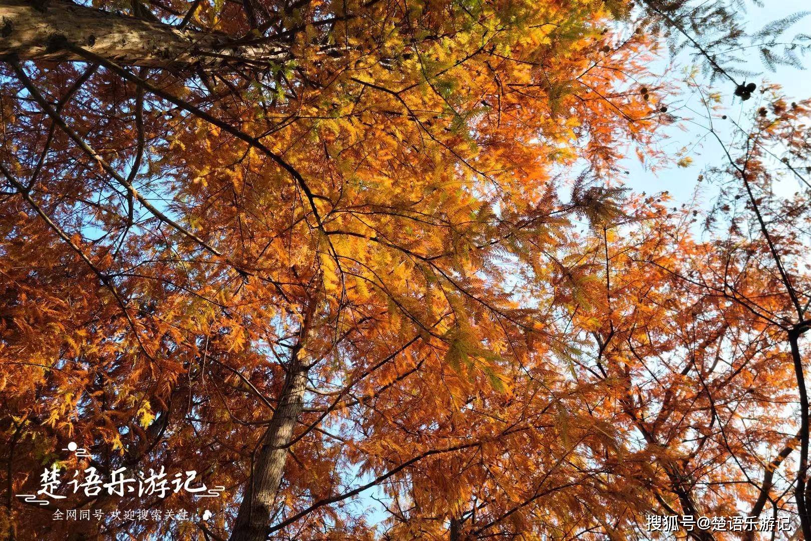 浙江宁波后塘公园有两片红杉林,水乡情韵浓厚,堪称写生好去处