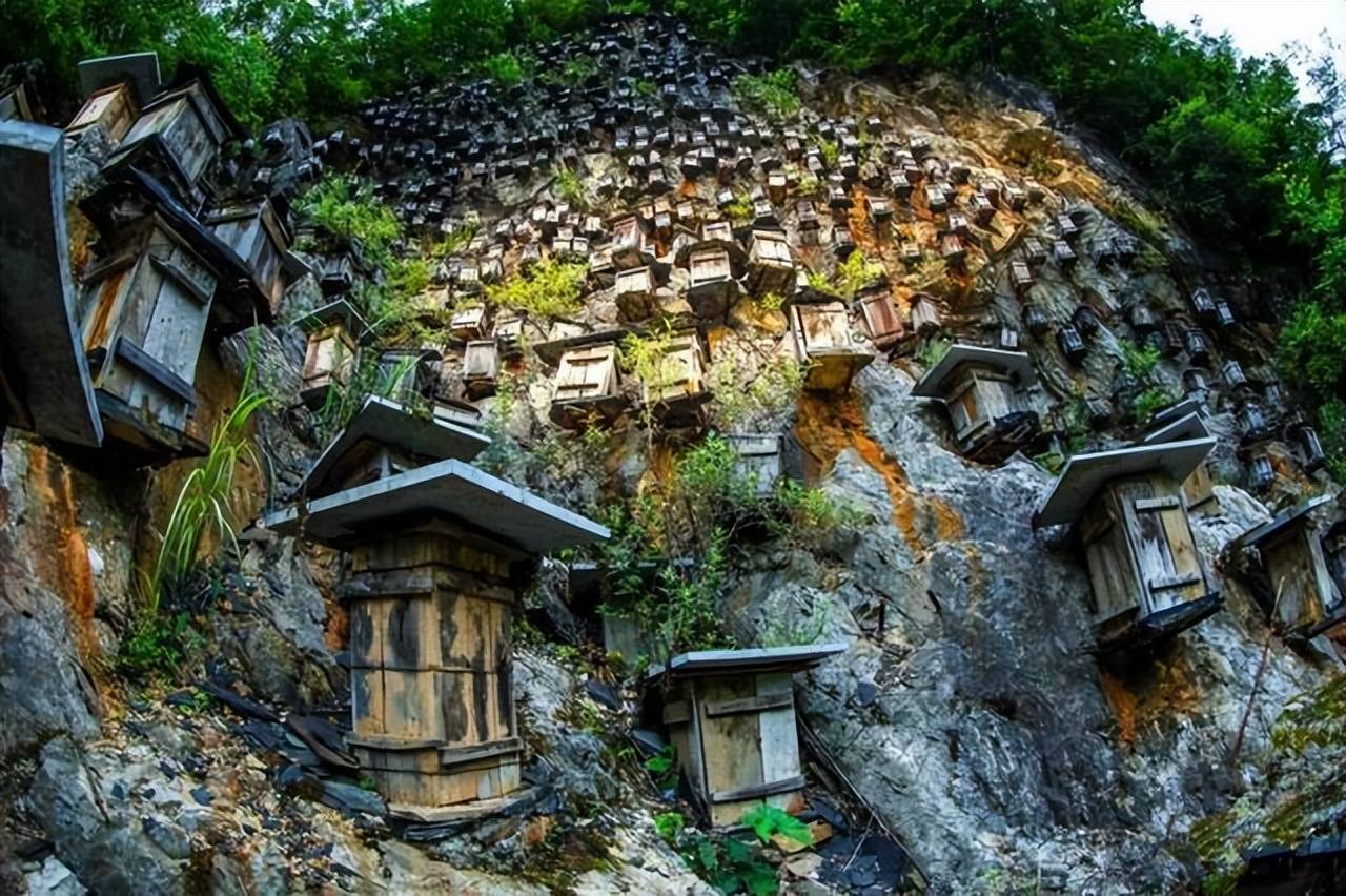 神农架禁区背后的谜团,隐藏着什么神秘的故事?_保护_动物_村落