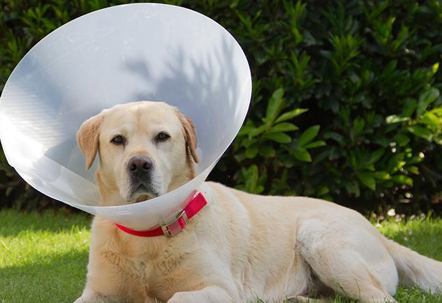 汪星人戴上伊丽莎白圈后,无法正常走路,主人已笑到岔气_狗狗_网友