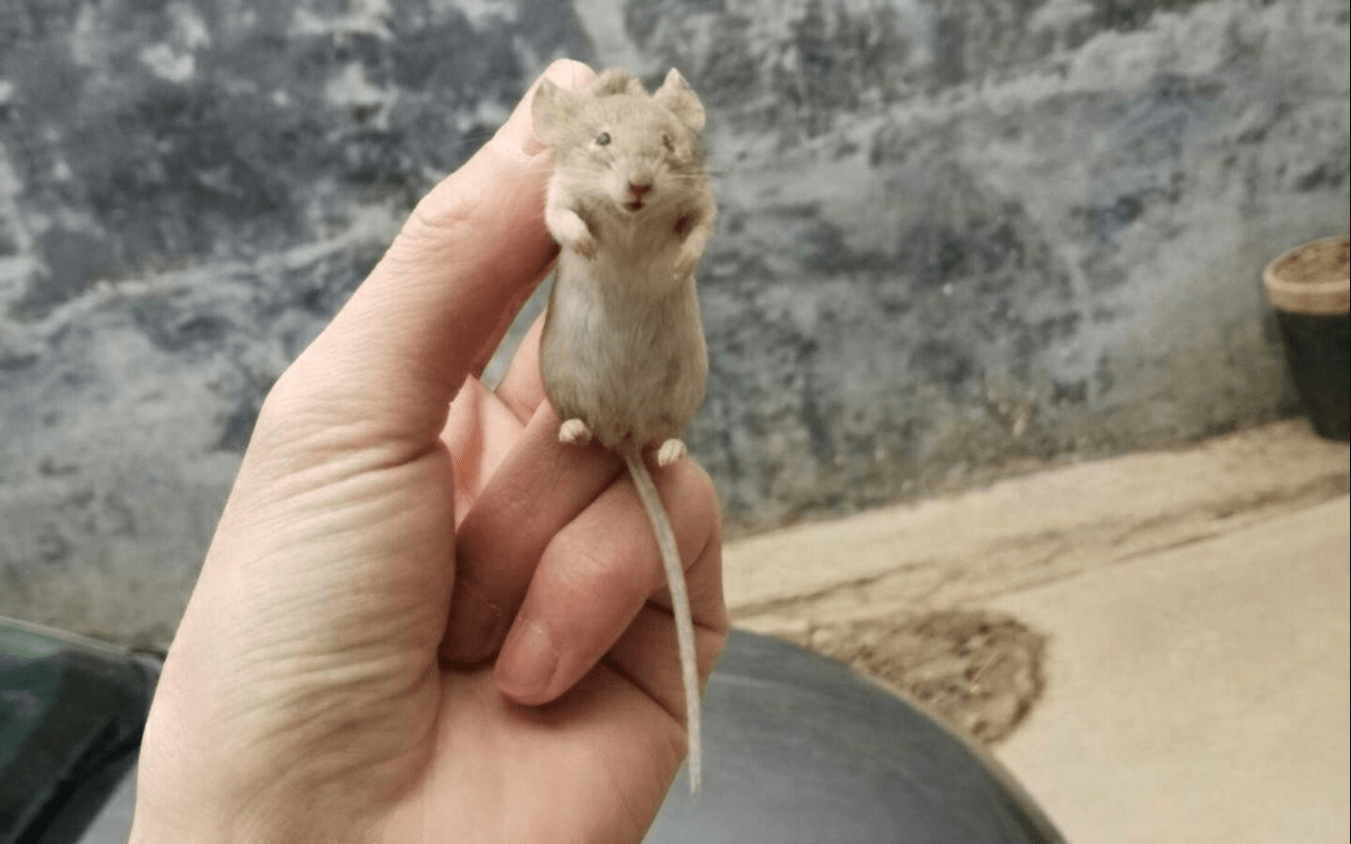 北方老鼠一捏就死，南方老鼠和猫干仗！为何北方人就比南方人高？(图1)