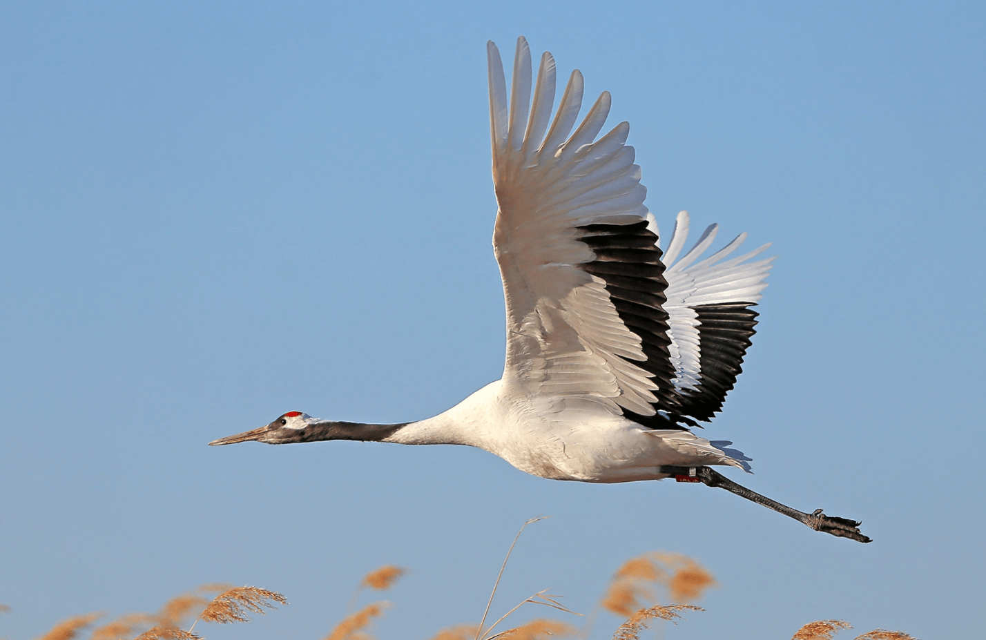 丹顶鹤不能当中国国鸟,因为它有个"日本名"?这是怎么回事?