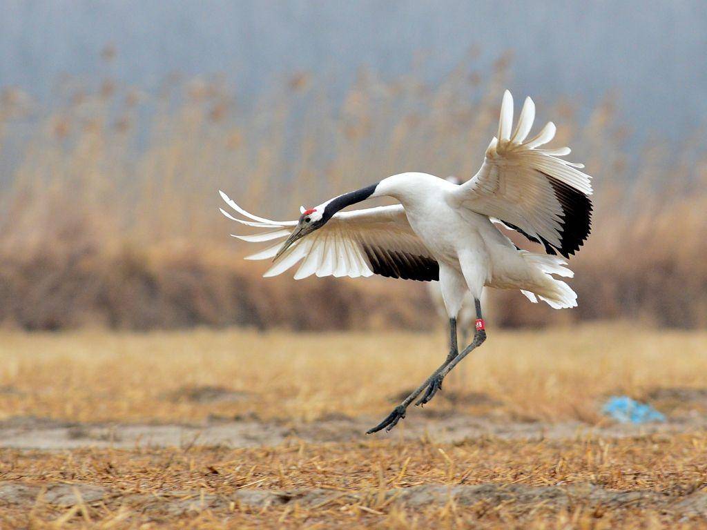 丹顶鹤不能当中国国鸟,因为它有个"日本名"?这是怎么回事?