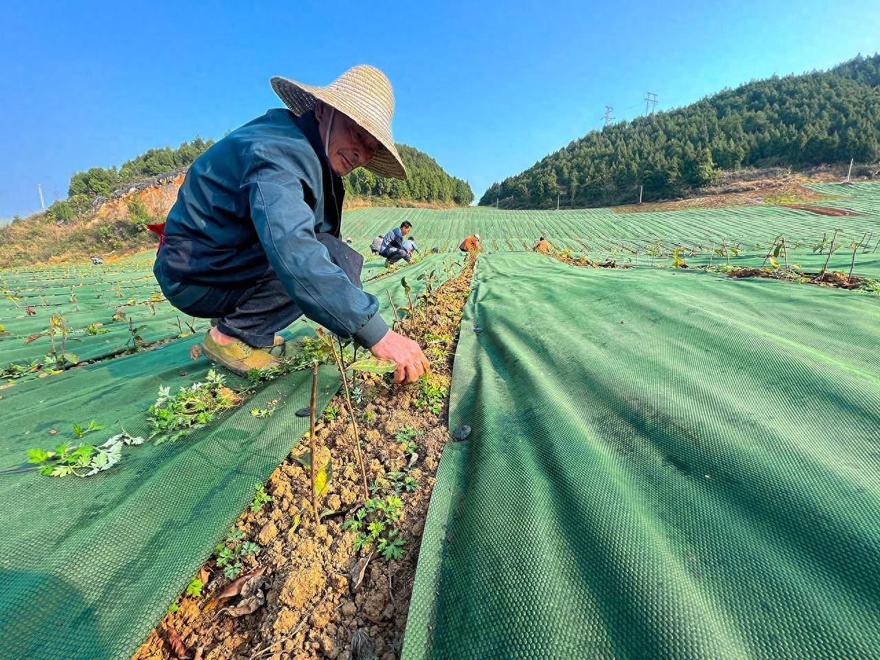 果园防草布怎么铺?