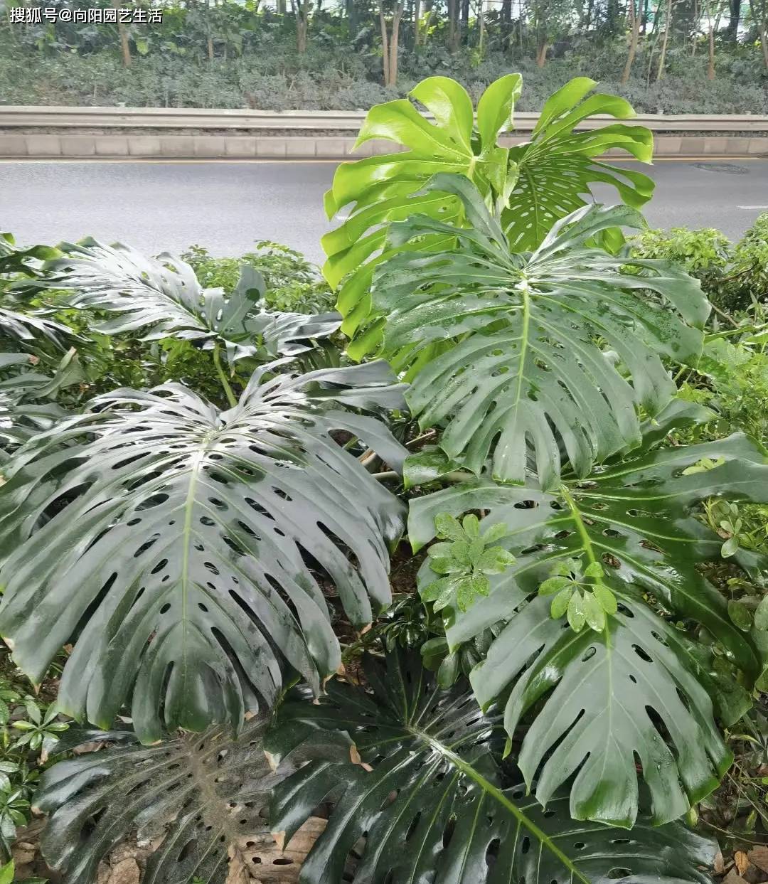 广东遍地都是龟背竹,长在绿化带里,千万不要去挖,市政栽的_植物_地区