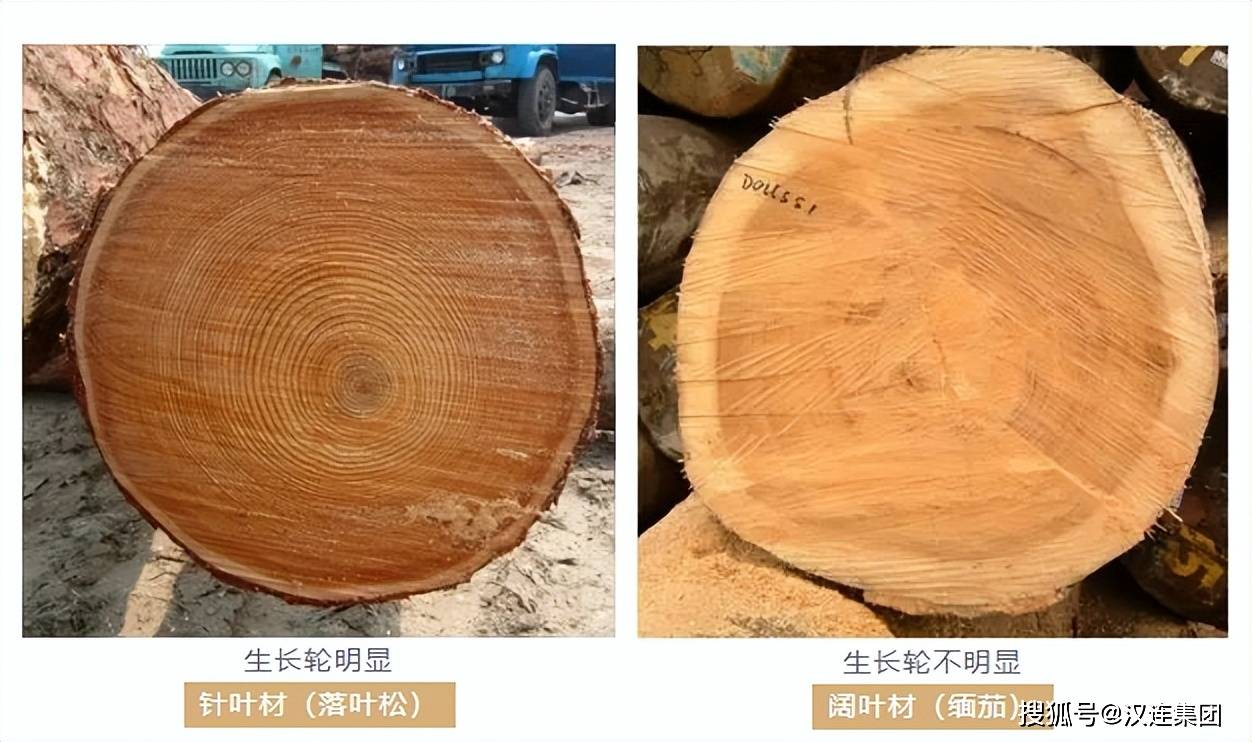一文读懂如何识别松属木质包装_松材_木材_植物学