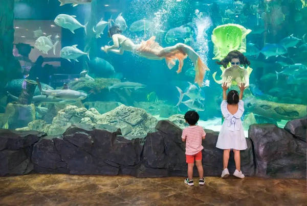 在巨型海龜水族館裡,居住著多達18000多種豐富多樣的海洋生物,有各種