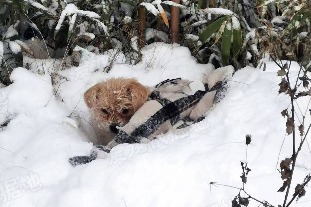 身体被大雪掩埋的流浪狗,快要被冻僵前,遇到了改变它命运的人_狗狗